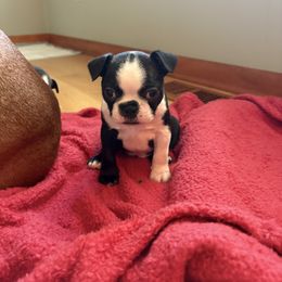 Boston Terrier All Grown Up from Smith Sister Kennels