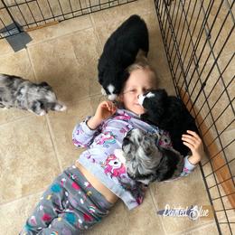 Australian Shepherd Puppies from Painted Blue Aussies