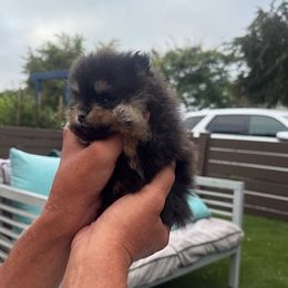 Pomeranian puppies from Pomeranian Puppy Paradise