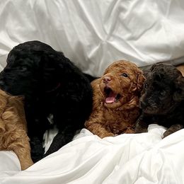 Aussiedoodle puppies from A Puppy Crush