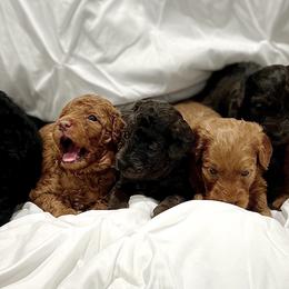 Aussiedoodle puppies from A Puppy Crush