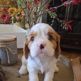 Pickles - Blenheim male Cavalier King Charles Spaniel puppy in Apple Valley, California from Nancy's Cavalier King Charles Spaniels & Golden Retrievers