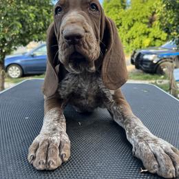 Bracco Italiano and Chihuahua Puppies from Snow Peak Kennel
