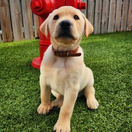 Prince Humperdink - Brown Collar - Yellow male Labrador Retriever puppy in Cocoa, Florida from Harrison's Lakeside Labradors LLC