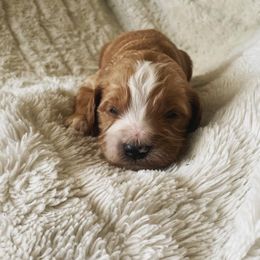 Bernedoodle, Cavalier King Charles Spaniel, and Goldendoodle Puppies from Dandelion Doodles