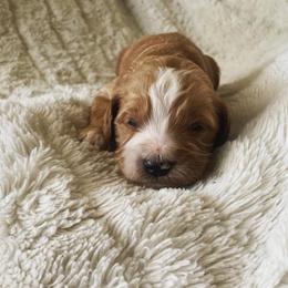 Bernedoodle, Cavalier King Charles Spaniel, and Goldendoodle Puppies from Dandelion Doodles