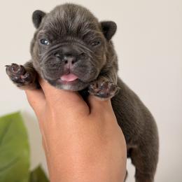 French Bulldog Puppies from Infinity French Bulldogs