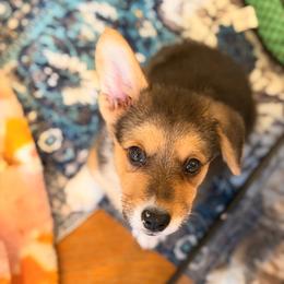 Zoro - Black and tan male Pembroke Welsh Corgi puppy in Snellville, Georgia from Laur's Classic Corgis