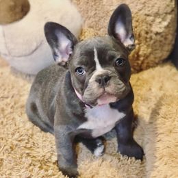 French Bulldogs from Friendly Frenchies