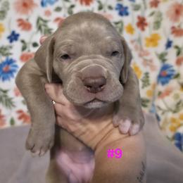 Great Dane Puppies from Heartfelt Danes