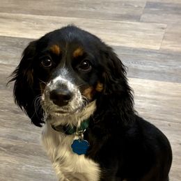 English Springer Spaniel Puppies from Sara's English Springer Spaniels
