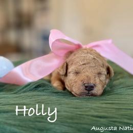 Holly - Apricot female Poodle puppy in Salem, Oregon from Lavish Poodles