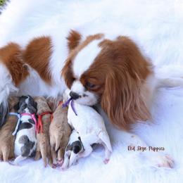 Light Blue Collar Female - Apricot female Cavapoo puppy in Republic, Missouri from Red Skye Puppies