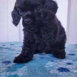 Cocker Spaniel Puppies from Top Notch Sporting Dogs