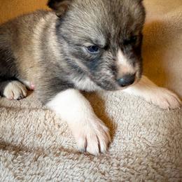 Ghost - Brown and white male Siberian Husky puppy in Grant City, Missouri from Timberline Paws