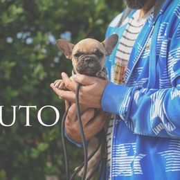 Pluto - Fawn male French Bulldog puppy in San Antonio, Texas from Silkhaus+Frenchies LLC