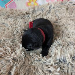 Red - Black male German Shepherd puppy in Motley, Minnesota from Von Thomson Haus