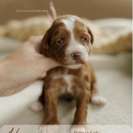 Macadamia - Red  female Goldendoodle puppy in Hiddenite, North Carolina from Rose and Reid Doodles