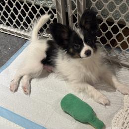 Papillon Puppies from Lena Cherkas