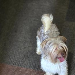 Fenty Dior - Parti female Yorkshire Terrier puppy in Henderson, Nevada from Pooch Perfect Puppies
