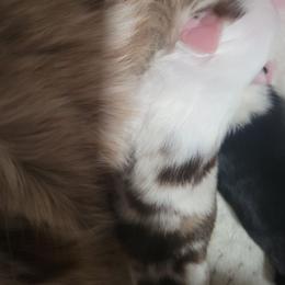 Xoxo - Red merle male Miniature Australian Shepherd puppy in Dalhart, Texas from RNL Family Raised Pups