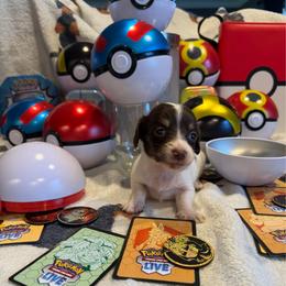Ditto - Chocolate and cream male Dachshund puppy in Hudson, Michigan from Mittentail Kennel Miniature Dachshunds & Australian Shepherds