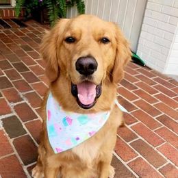 Golden Retrievers from D&J Golden Retrievers