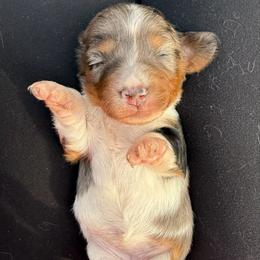 Daphne - Dapple female Dachshund puppy in Westport, Kentucky from Lonestar Creek Farm