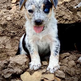 Australian Cattle Dog, Australian Shepherd, Companion Cross, and Miniature Australian Shepherd Puppies from MK Aussies