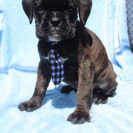 Boxer, Bulldog, and French Bulldog Puppies from Hillview Kennels