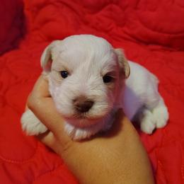 Emmett - Wheaten male Miniature Schnauzer puppy in Florida from Central Florida Schnauzers