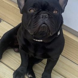 French Bulldogs from Haley's Frenchie Exchange