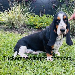 Daisey-Mae - Basset Hound