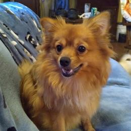Pomeranians from Michelle's Pomeranians