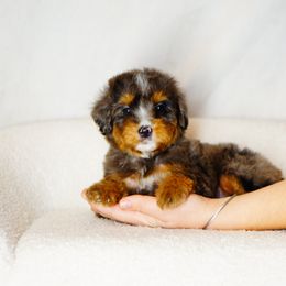 Basil - Tri-color female Bernedoodle puppy in Washington from Doodle Love