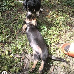 Dachshund Puppies from Miami piebald Dapple Dachshunds