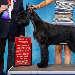 Giant Schnauzers and Miniature Schnauzers from CARRY ON SCHNAUZERS