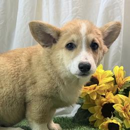 Boy 3 - Red male Pembroke Welsh Corgi puppy in Moulton, Alabama from Reed's Pembroke Corgi Welsh