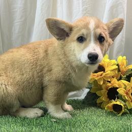 Boy 3 - Red male Pembroke Welsh Corgi puppy in Moulton, Alabama from Reed's Pembroke Corgi Welsh