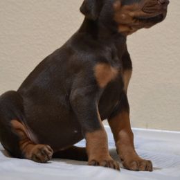 Doberman Pinscher Puppies from Obsidian Kennels