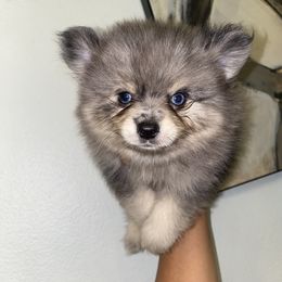 Ferb - Blue merle male Pomeranian puppy in Los Angeles, California from Furever Blessed