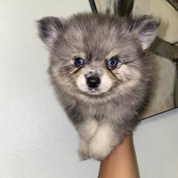 Ferb - Blue merle male Pomeranian puppy in Los Angeles, California from Furever Blessed