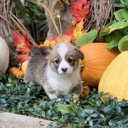 Pembroke Welsh Corgi Puppies from A&A’s Adorable Corgis