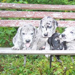 Great Danes from Majestic Merles of Maine