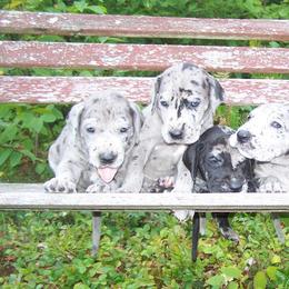 Great Danes from Majestic Merles of Maine