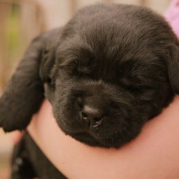 Labrador Retriever Puppies from Glory View Labradors