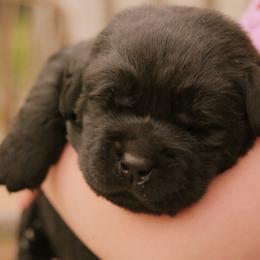 Labrador Retriever Puppies from Glory View Labradors