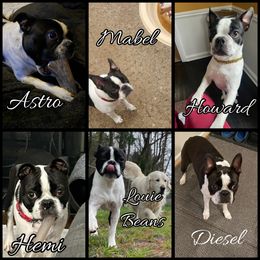 American Bully and Boston Terrier Puppies from Greenberg's Boston Terriers & Bullies of Metro Detroit