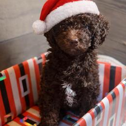 Little Blessing - Chocolate female Goldendoodle puppy in Everett, Washington from Pawlydoodles