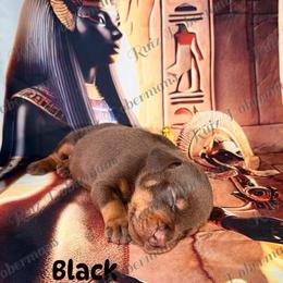 Black Collar - Red and rust male Doberman Pinscher puppy in Louisville, Kentucky from Ruiz Dobermans